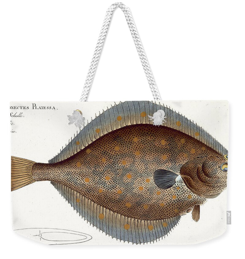 Scholle Weekender Tote Bag featuring the drawing Plaice Plate Xlii From Ichthyologie, Ou by Andreas-Ludwig Kruger
