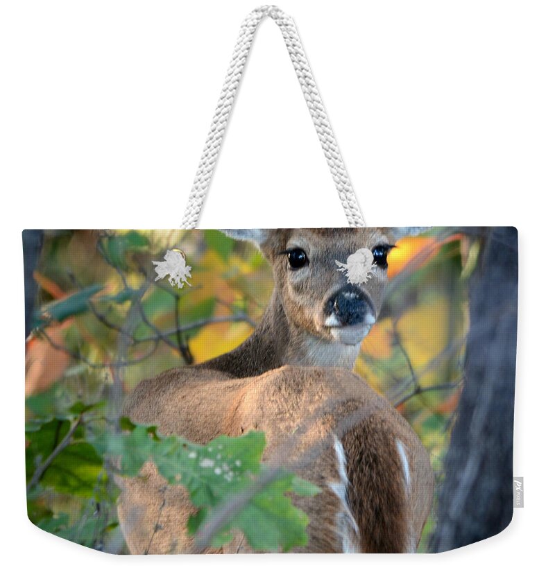 Nature Weekender Tote Bag featuring the photograph Playful Fawn Toddler by Nava Thompson
