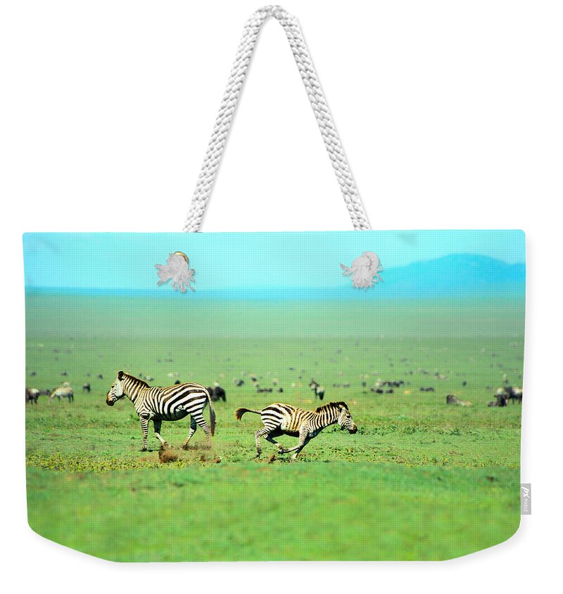 Africa Weekender Tote Bag featuring the photograph Playfull Zebras by Sebastian Musial