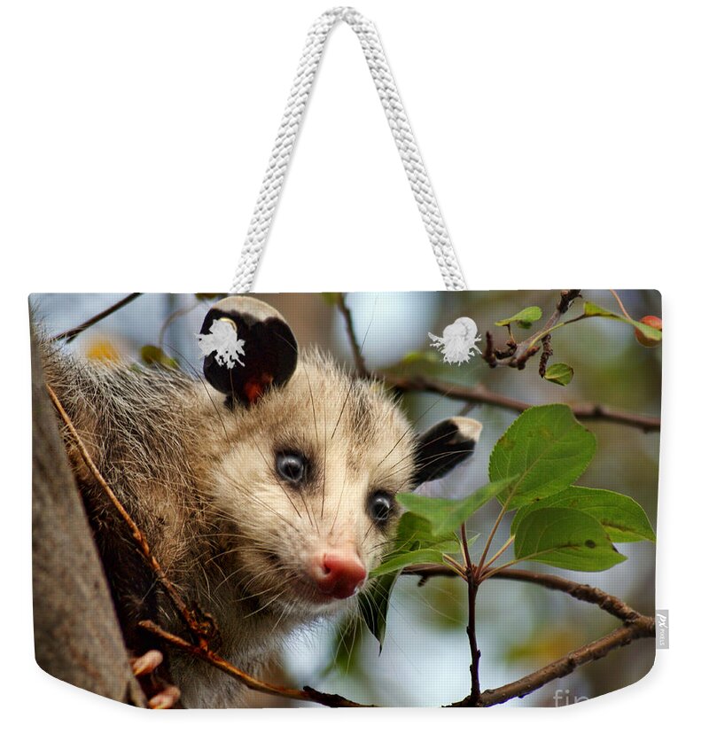 Animals Weekender Tote Bag featuring the photograph Playing Possum by Nikolyn McDonald