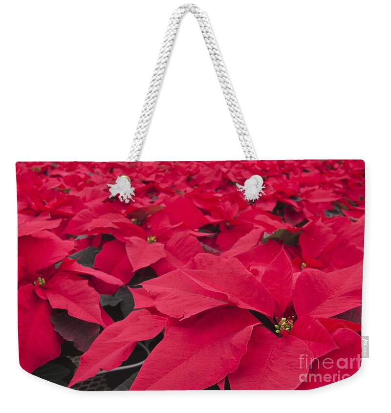 Poinsettias Weekender Tote Bag featuring the photograph Plethora of Poinsettias by Patty Colabuono