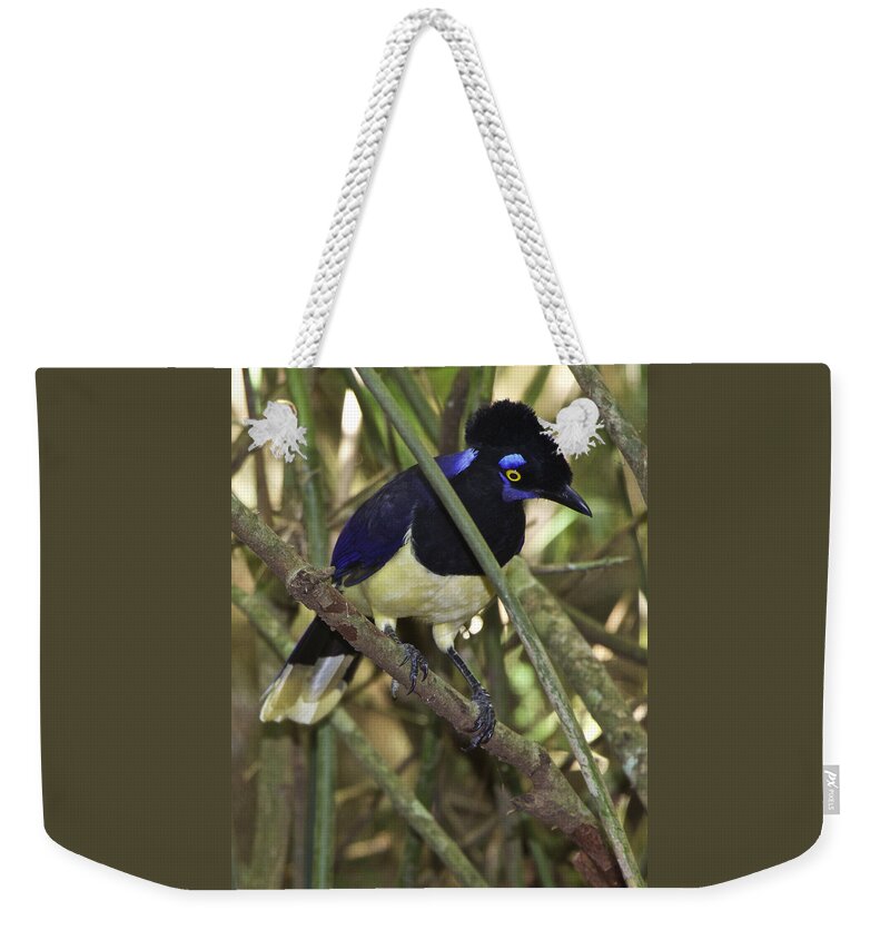 Birds Weekender Tote Bag featuring the photograph Plush Crested Jay Cyanocorax chrysops by Venetia Featherstone-Witty