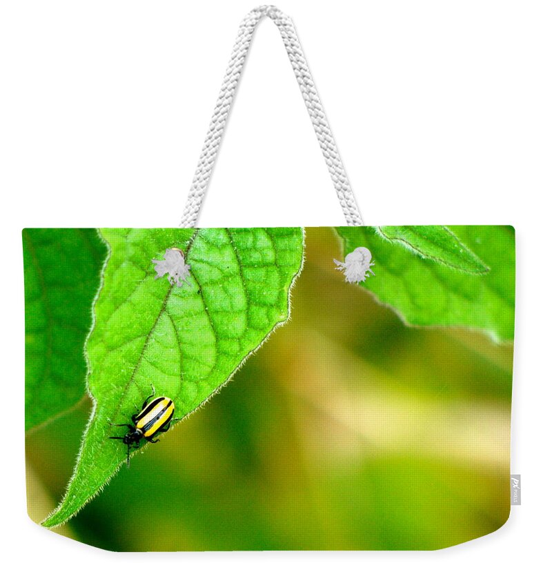Bettle Weekender Tote Bag featuring the photograph Poha Berry Beetle by Lehua Pekelo-Stearns