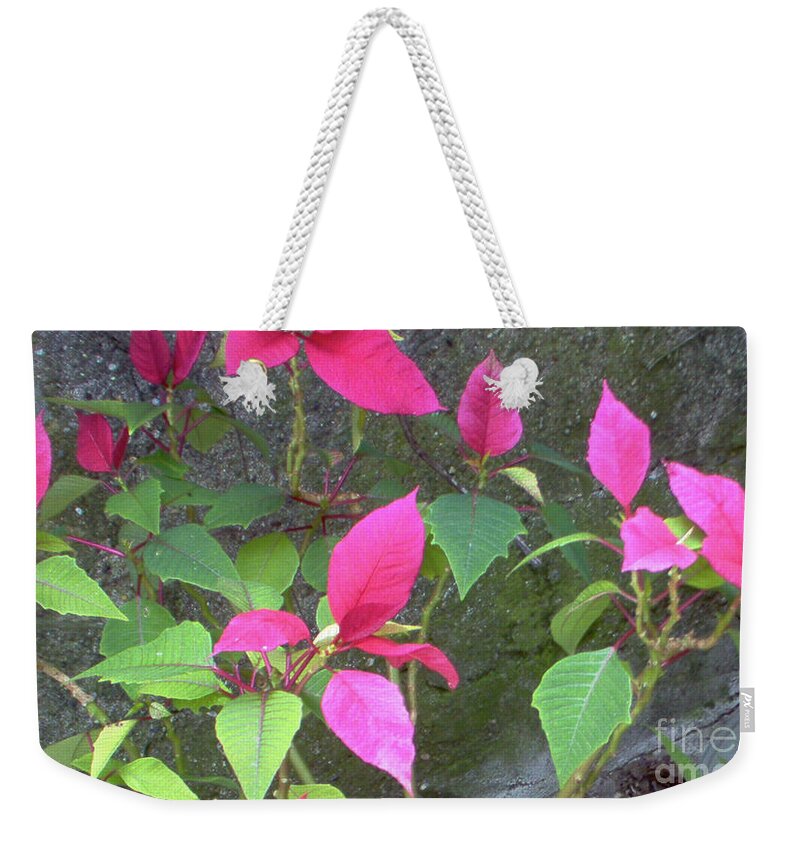 Poinsettia Weekender Tote Bag featuring the photograph Poinsettia by Mary Ann Leitch