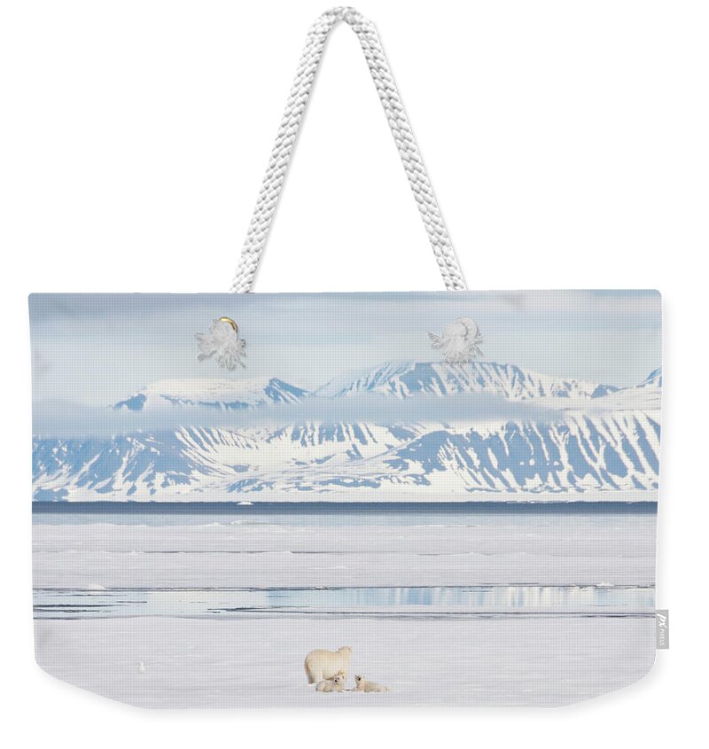 Bear Cub Weekender Tote Bag featuring the photograph Polar Bear And Cubs On Arctic Sea Ice by Nailzchap