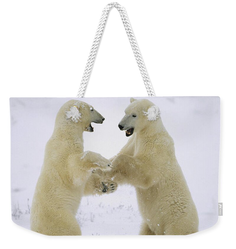 Feb0514 Weekender Tote Bag featuring the photograph Polar Bear Males Play-fighting Hudson by Konrad Wothe