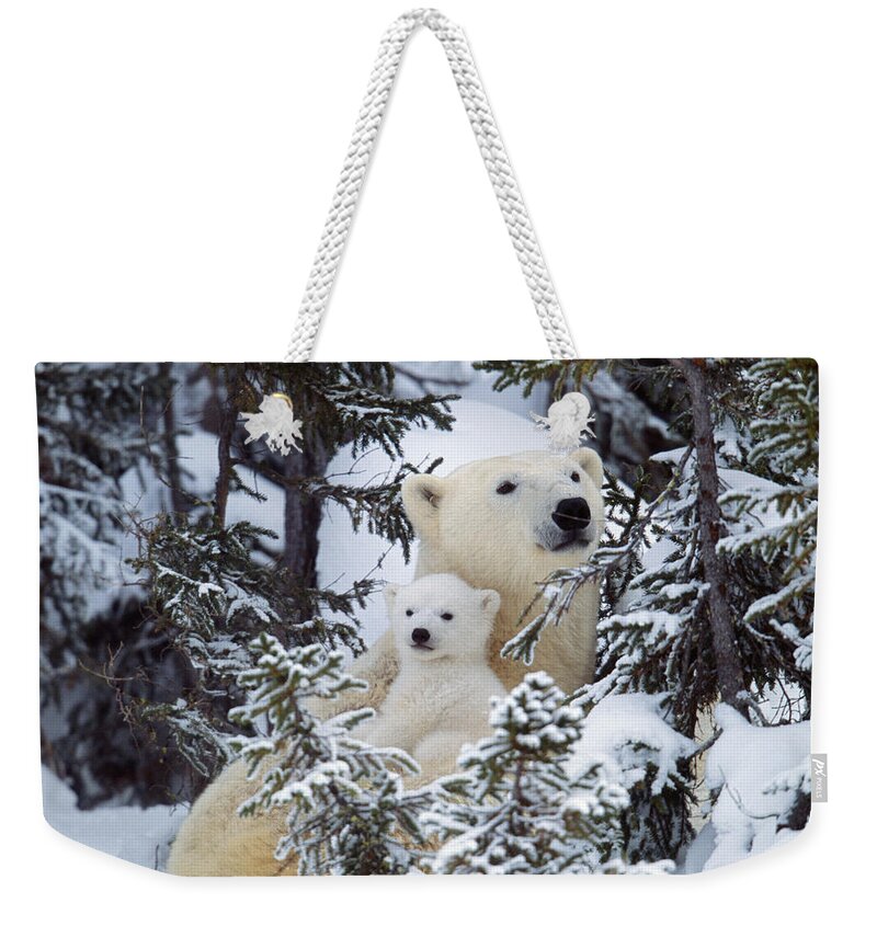 Polar Bear Weekender Tote Bag featuring the photograph Polar Bear With Cub by M. Watson