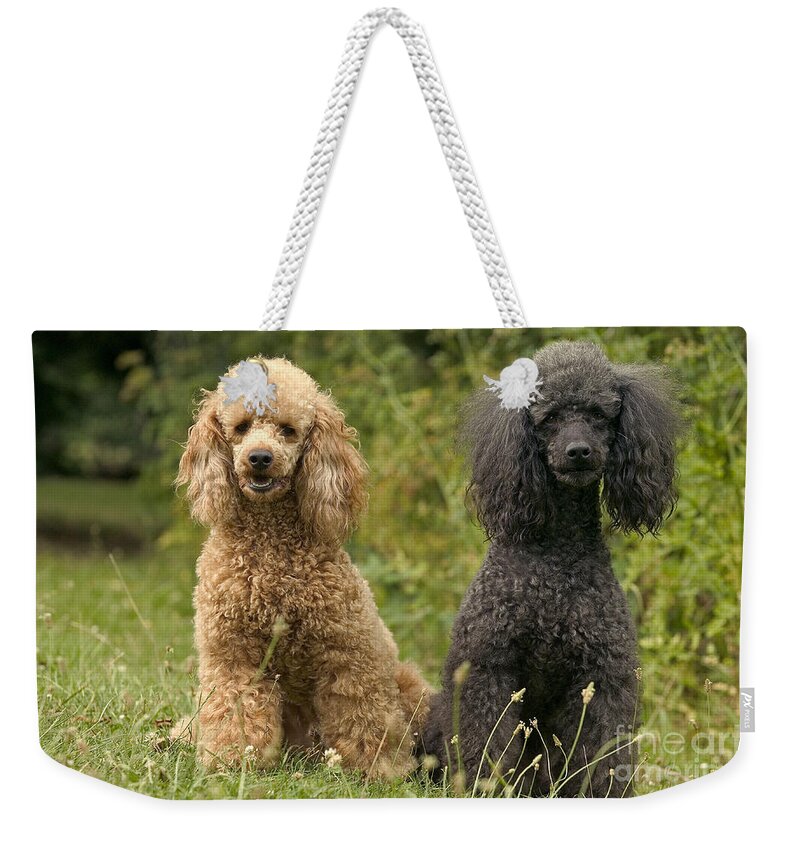 Poodle Weekender Tote Bag featuring the photograph Poodle Dogs by Jean-Michel Labat