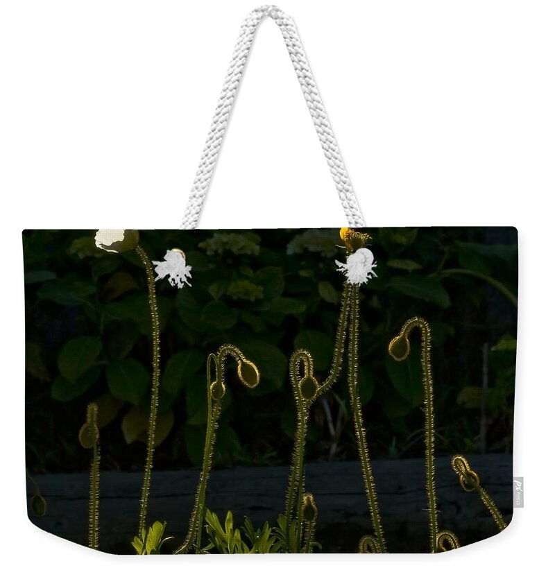 Poppies Weekender Tote Bag featuring the photograph Poppies Backlit by Anthony Davey