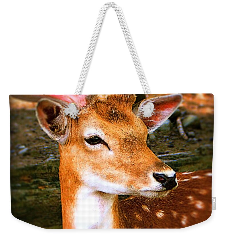  Deer Weekender Tote Bag featuring the photograph Portrait Male Fallow Deer by Femina Photo Art By Maggie