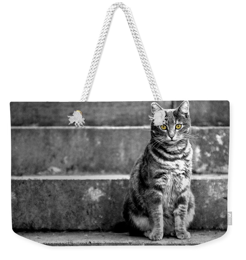 Cat Weekender Tote Bag featuring the photograph Portrait of a cat by Fabrizio Troiani