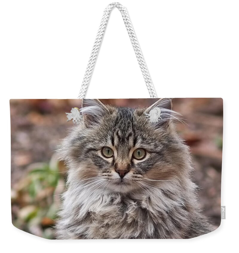  Weekender Tote Bag featuring the photograph Portrait of a Maine Coon Kitten by Rona Black