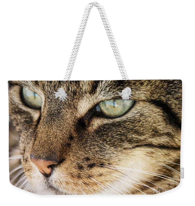 Feline Weekender Tote Bag featuring the photograph Portrait Of A Tabby Cat by Peggy Hughes