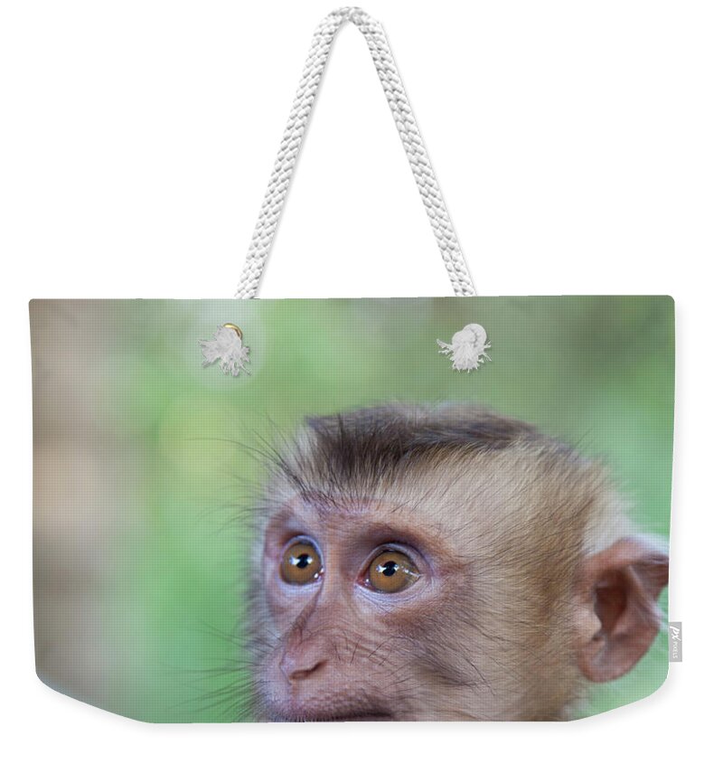 Adolescence Weekender Tote Bag featuring the photograph Portrait Of Attentive Young Macaque by Derek E. Rothchild