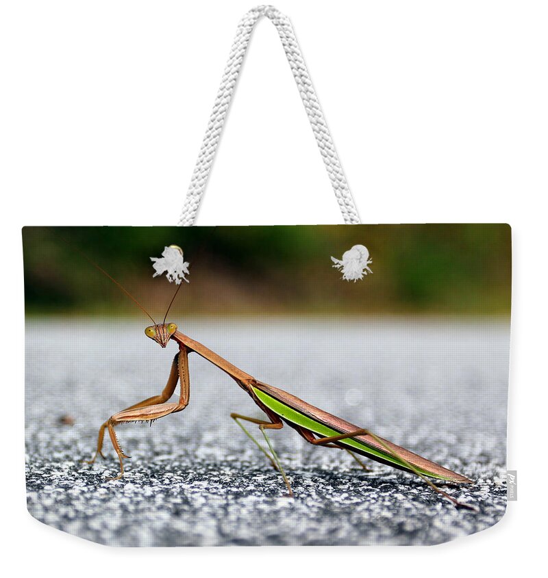 Insects Weekender Tote Bag featuring the photograph Posing for the Camera by Jennifer Robin
