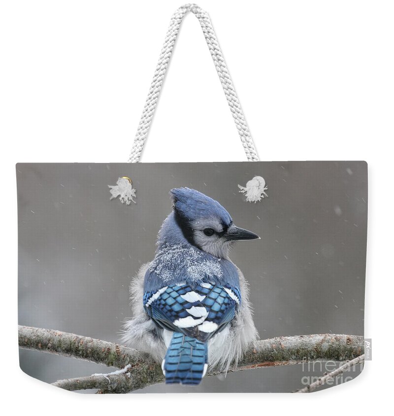 Blue Jay Weekender Tote Bag featuring the photograph Posing in the Storm by Jayne Carney