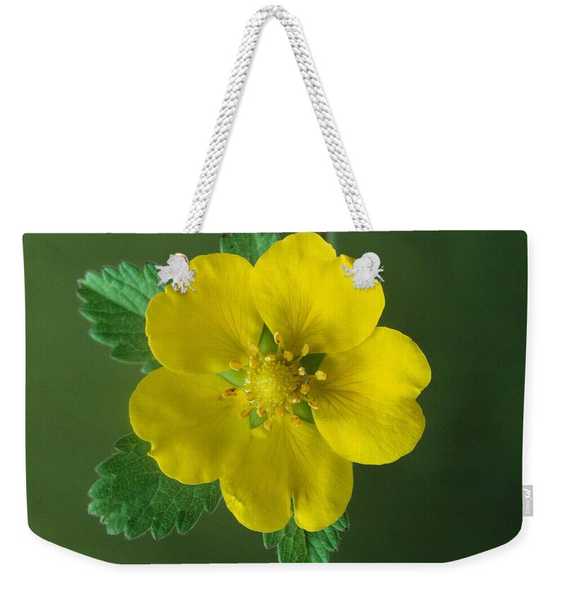 Botany Weekender Tote Bag featuring the photograph Potentilla Flower by Perennou Nuridsany