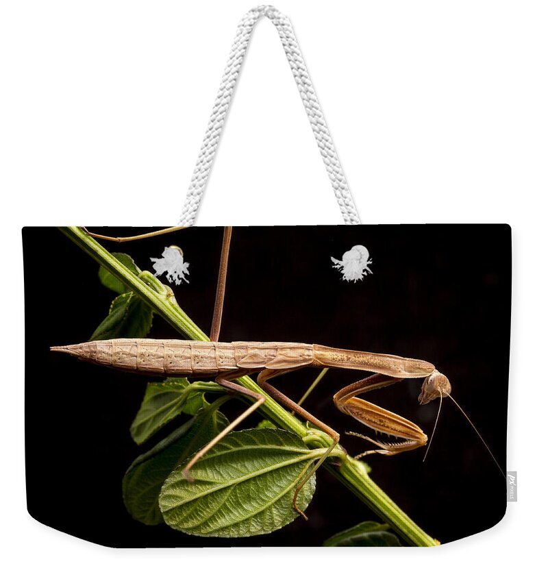 Mantis Weekender Tote Bag featuring the photograph Praying Mantis by Jean Noren