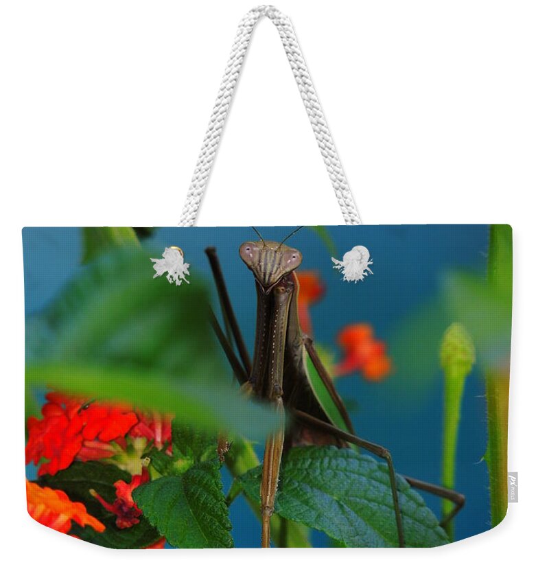 A Praying Mantis Weekender Tote Bag featuring the photograph Praying Mantis by Raymond Salani III