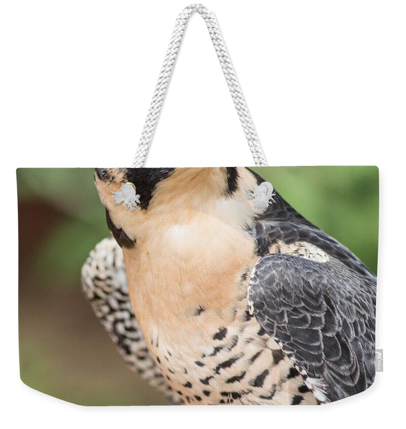 Falcon Weekender Tote Bag featuring the photograph Predator by Dale Kincaid