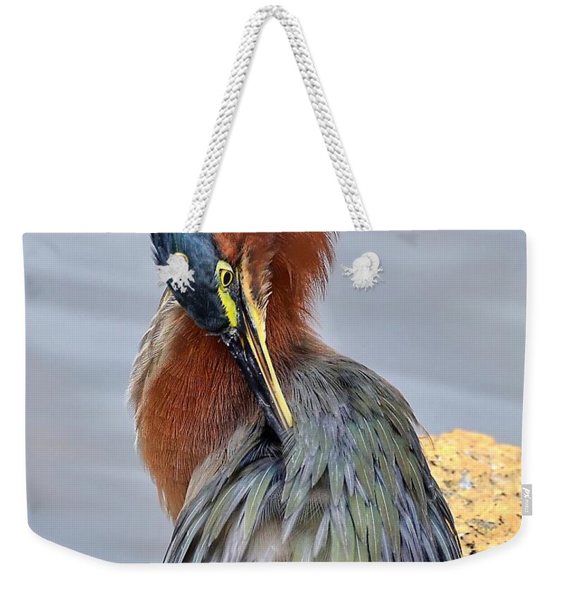 Heron Weekender Tote Bag featuring the photograph Preening Green Heron by Kathy Baccari