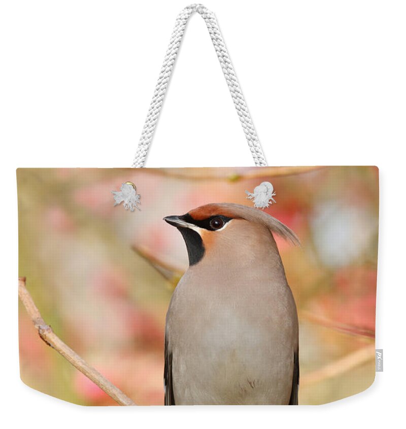 Bohemian Waxwing Weekender Tote Bag featuring the photograph Pretty in Pink _Bohemian waxwing Bombycilla garrulus by Roeselien Raimond