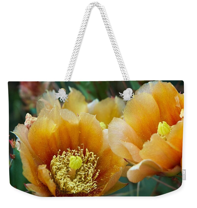 Cacti Weekender Tote Bag featuring the photograph Prickly Pear Cactus by Mary Lee Dereske