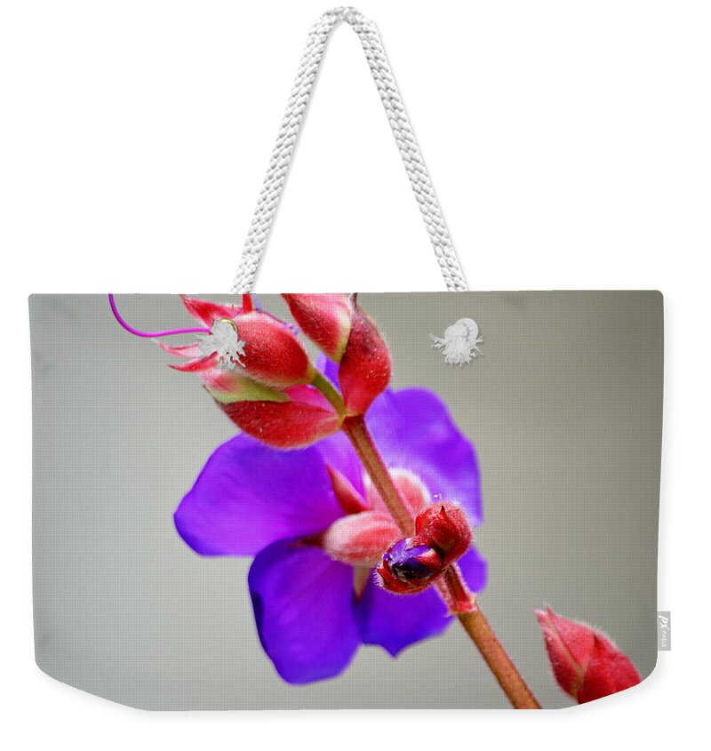 Flower Princess Bloom Red Violet Ayjay Photography Weekender Tote Bag featuring the photograph Princess Flower Blooms by AJ Schibig
