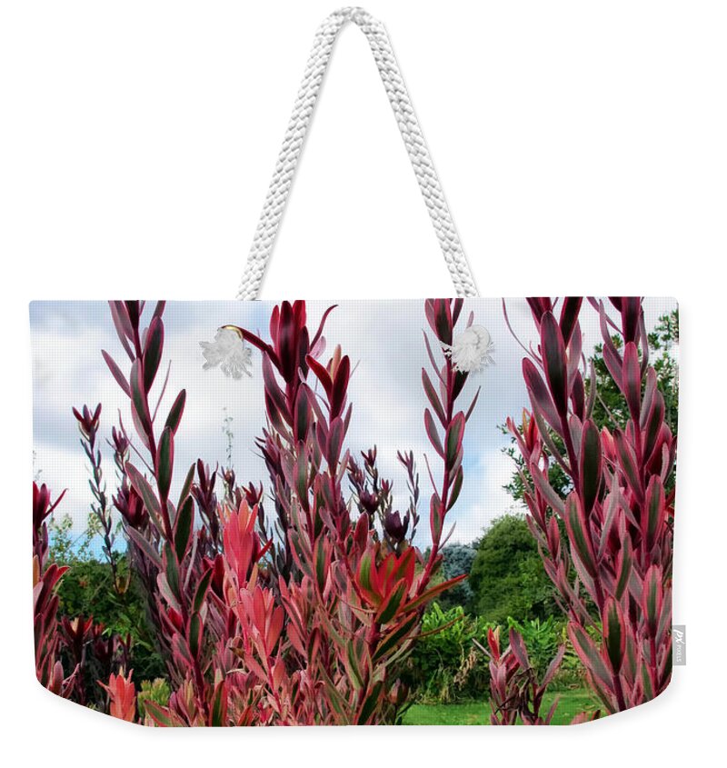 Red Weekender Tote Bag featuring the photograph Protea 3 by Dawn Eshelman