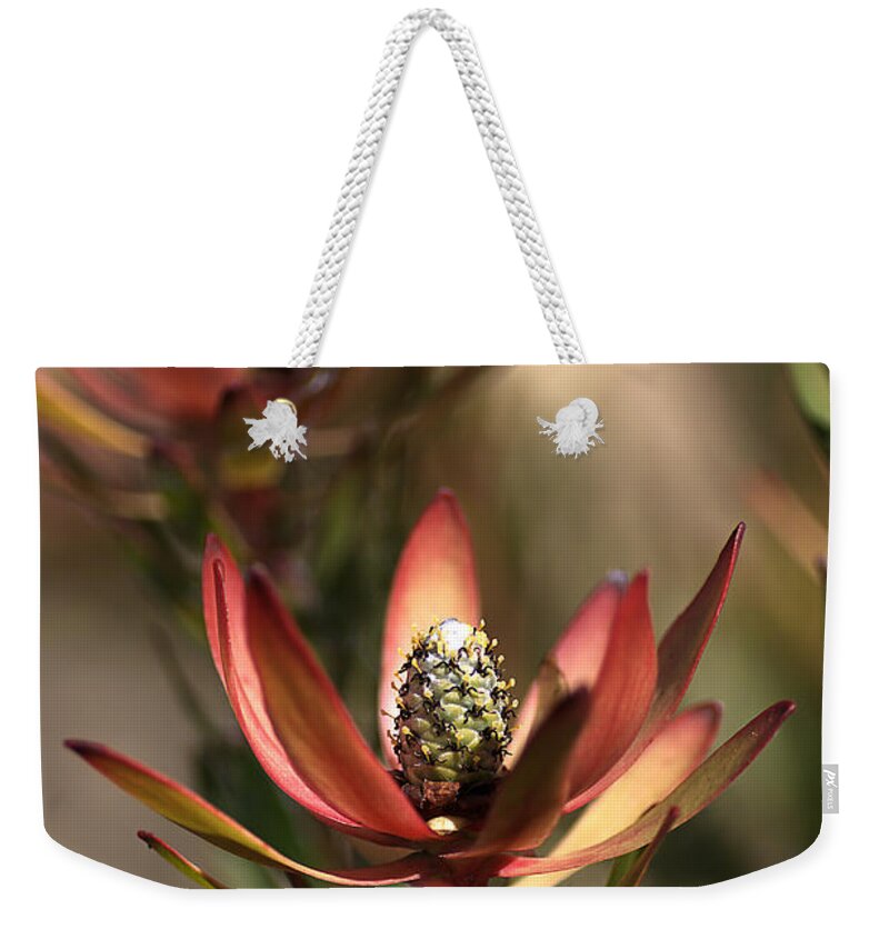 Protea Weekender Tote Bag featuring the photograph Protea by Joy Watson