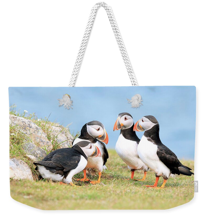 Grass Weekender Tote Bag featuring the photograph Puffin Pow-wow by Mlorenzphotography