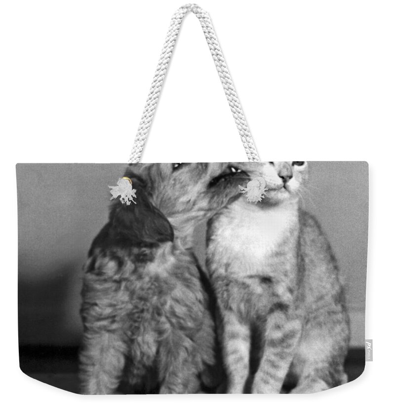 Private Metadata Weekender Tote Bag featuring the photograph Puppy Nibbles On A Cat by Underwood Archives
