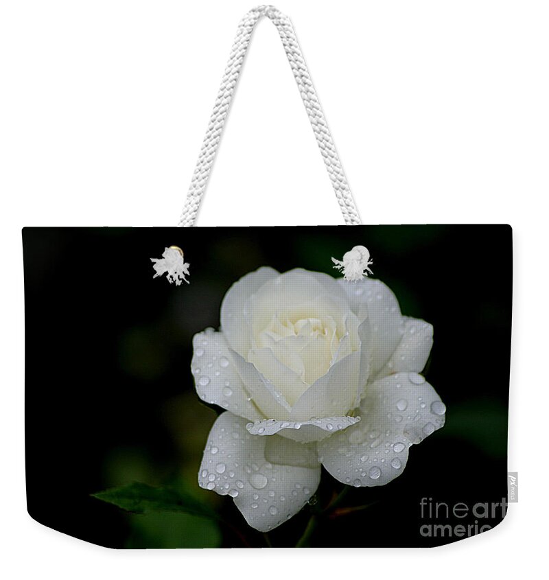 White Rose Weekender Tote Bag featuring the photograph Pure Heaven by Living Color Photography Lorraine Lynch