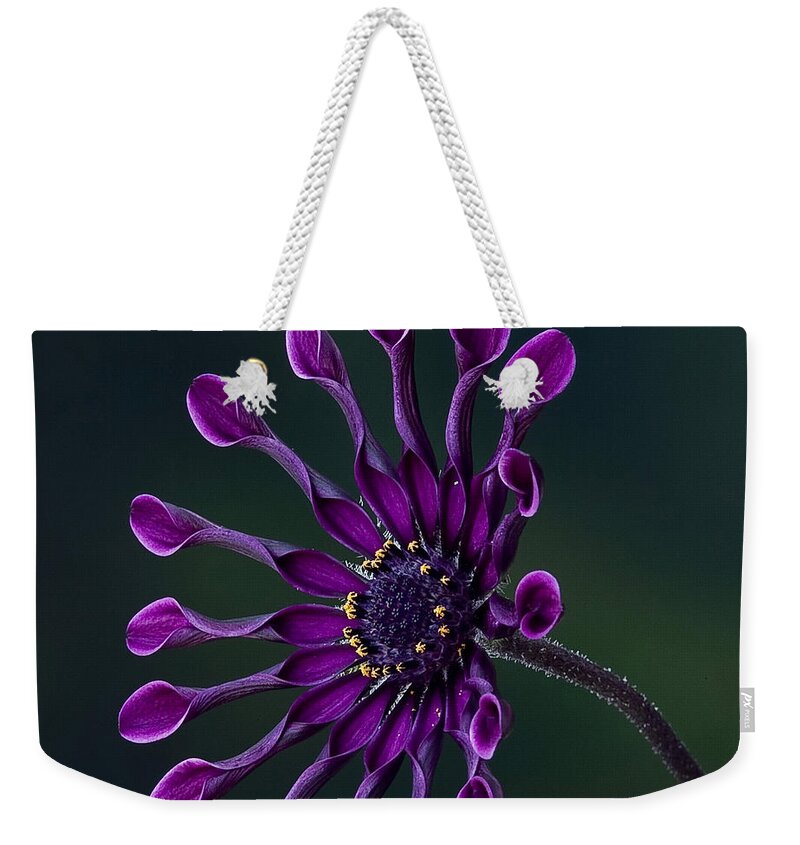 Daisy Weekender Tote Bag featuring the photograph Purple African Daisy by Shirley Mangini