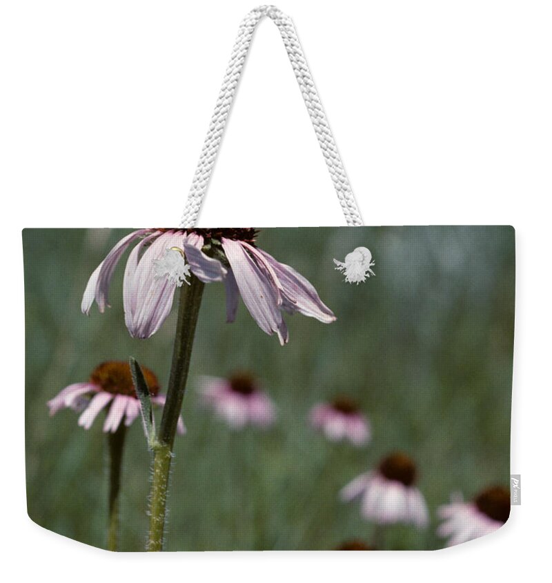 Badlands Weekender Tote Bag featuring the photograph Purple Coneflower by Jeff Goulden
