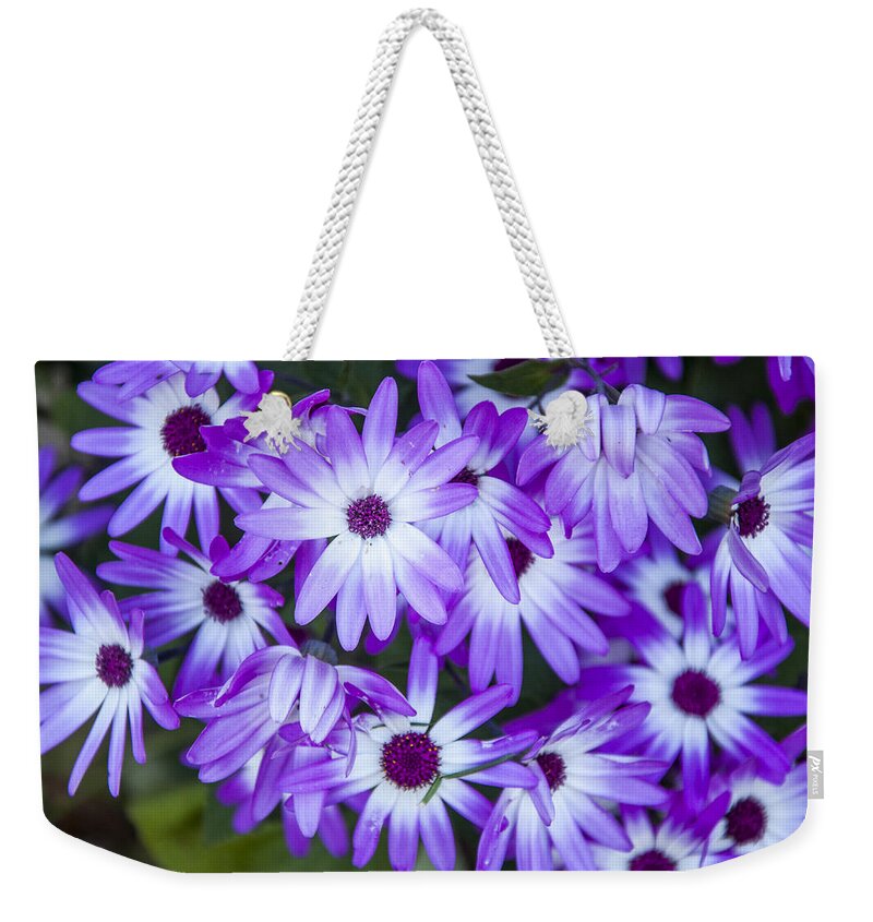 Daisies Weekender Tote Bag featuring the photograph Purple Daisies by Cathy Kovarik