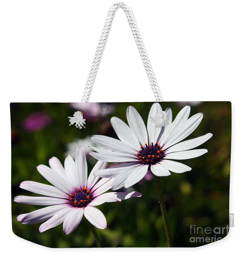 Purple Weekender Tote Bag featuring the photograph Purple Daisies by Kelly Holm