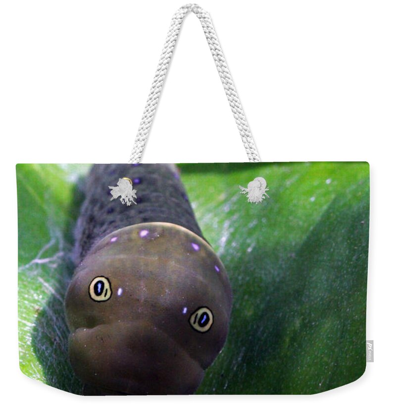 Insects Weekender Tote Bag featuring the photograph Purple Polkadots by Jennifer Robin