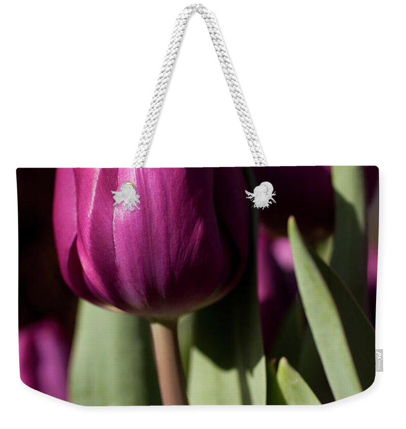 Purple Weekender Tote Bag featuring the photograph Purple Tulip by Caroyl La Barge