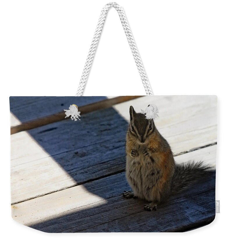 Squirrel Weekender Tote Bag featuring the photograph Put Your Dukes Up by Donna Blackhall