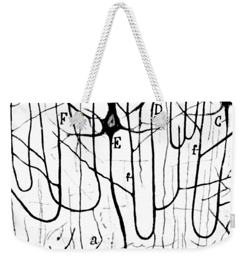 Ramon Y Cajal Weekender Tote Bag featuring the photograph Pyramidal Cells Illustrated By Cajal by Science Source