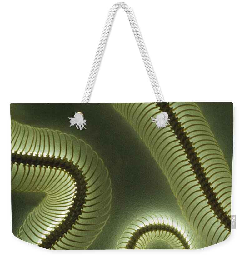 Python Skeleton Weekender Tote Bag featuring the photograph Python Skeleton by Gregory G. Dimijian, M.D.