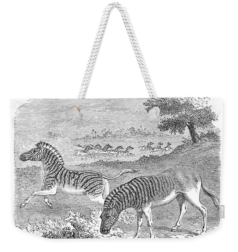 Historic Weekender Tote Bag featuring the photograph Quagga, Historical Illustration, 1869 by British Library