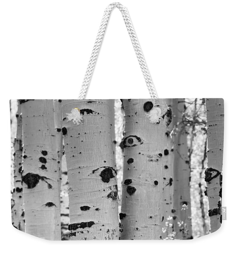 Quaking Aspen Weekender Tote Bag featuring the photograph Quaking Aspen Zion National Park by Debby Richards