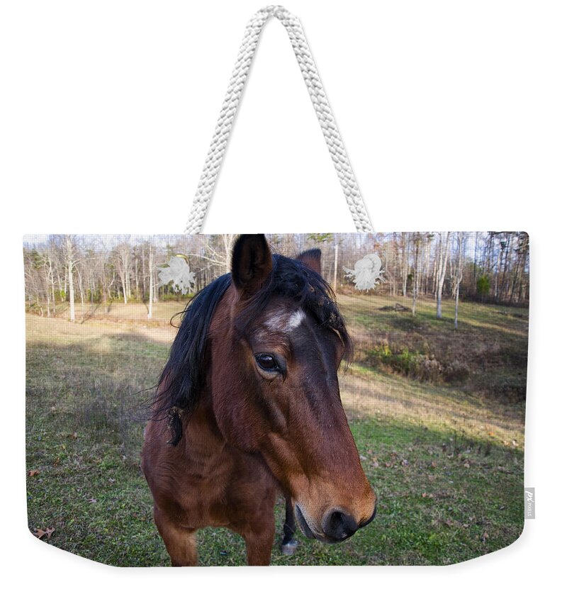 Horse Weekender Tote Bag featuring the photograph Quarter Horse close up by Flees Photos