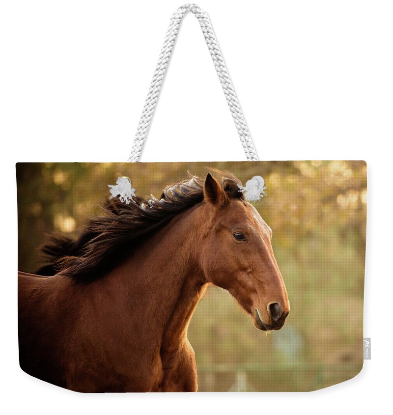 Horse Weekender Tote Bag featuring the photograph Quarter Horse Running by Lisa Van Dyke