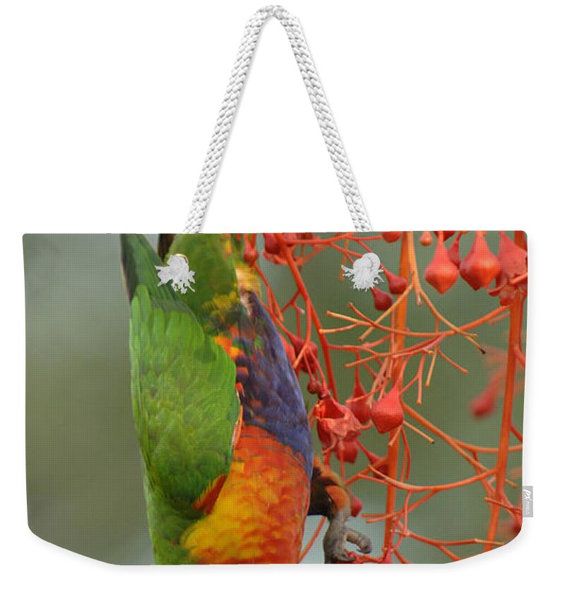 Birds Weekender Tote Bag featuring the photograph Rainbow Lorikeet by Bob Christopher