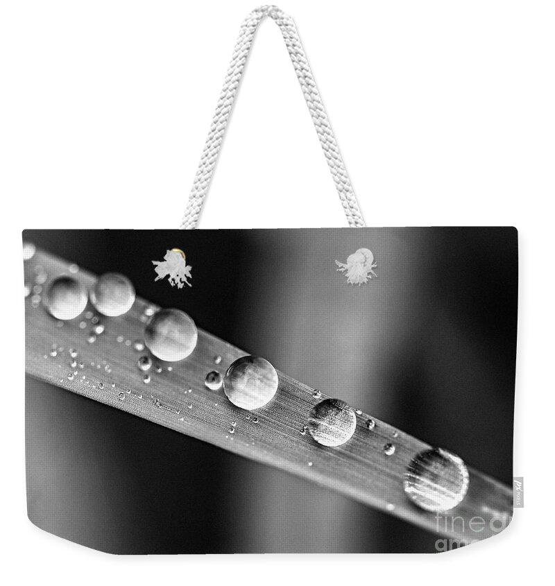 Grass Weekender Tote Bag featuring the photograph Raindrops on grass blade 1 by Elena Elisseeva
