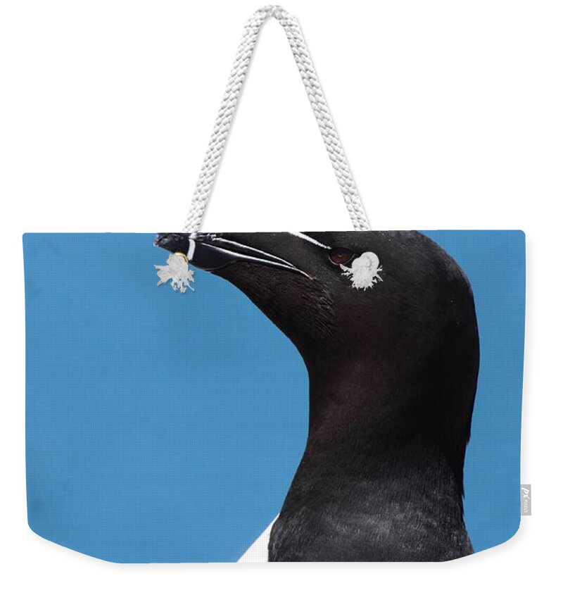 Razorbill Weekender Tote Bag featuring the photograph Razorbill Profile by Bruce J Robinson