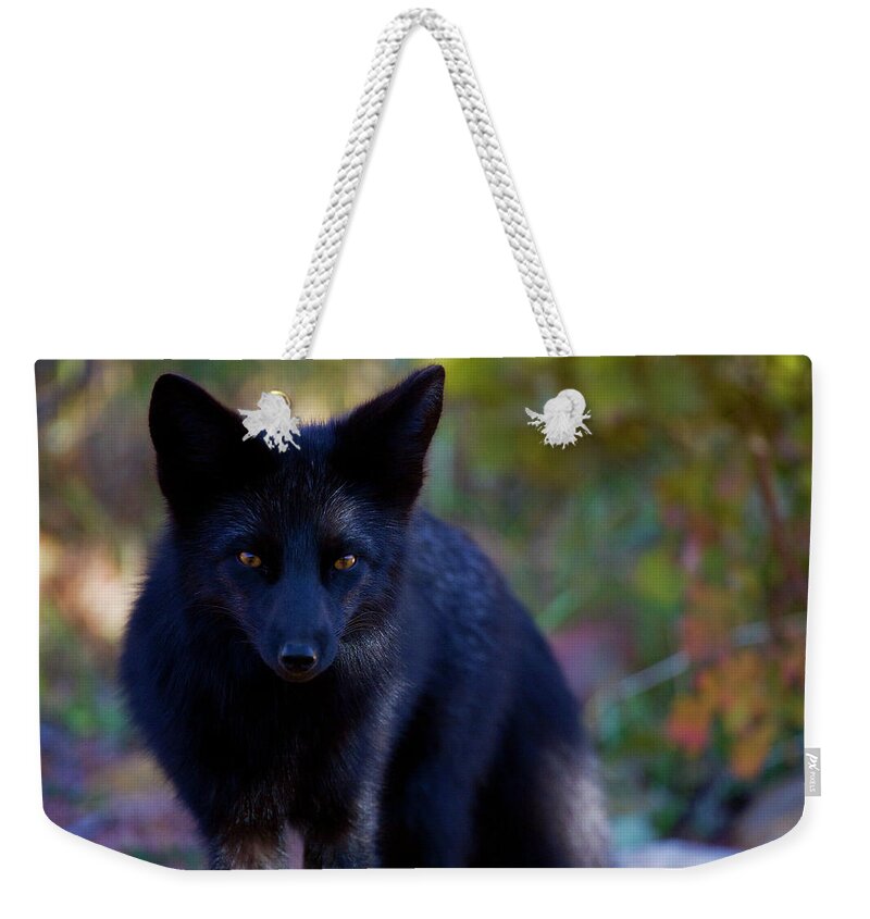 Fox Weekender Tote Bag featuring the photograph Reading the Menu by Jim Garrison